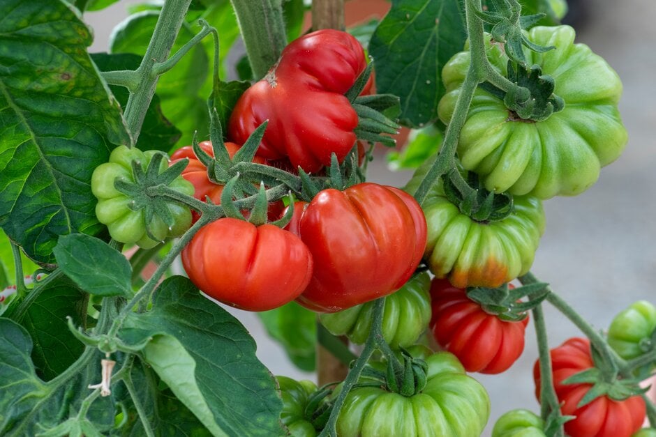 Costoluto Fiorentino tomato variety