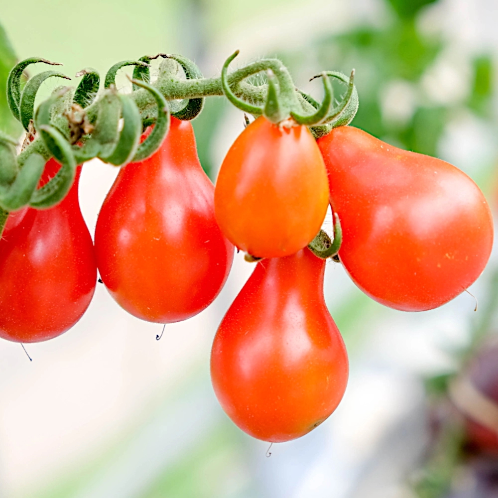 Czerwona Gruszka pear-shaped tomatoes