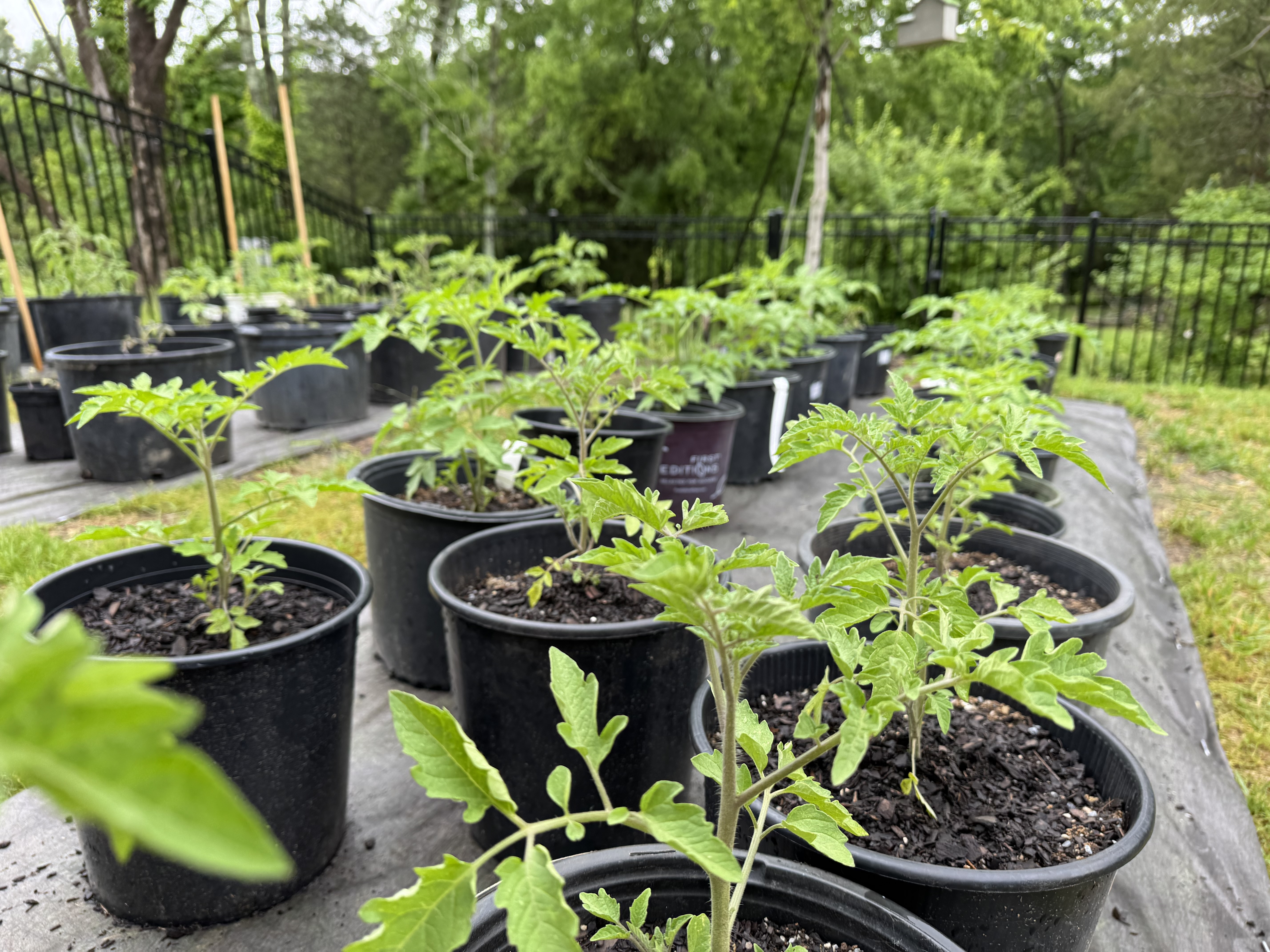 Tomato vines in our Mt. Juliet farm