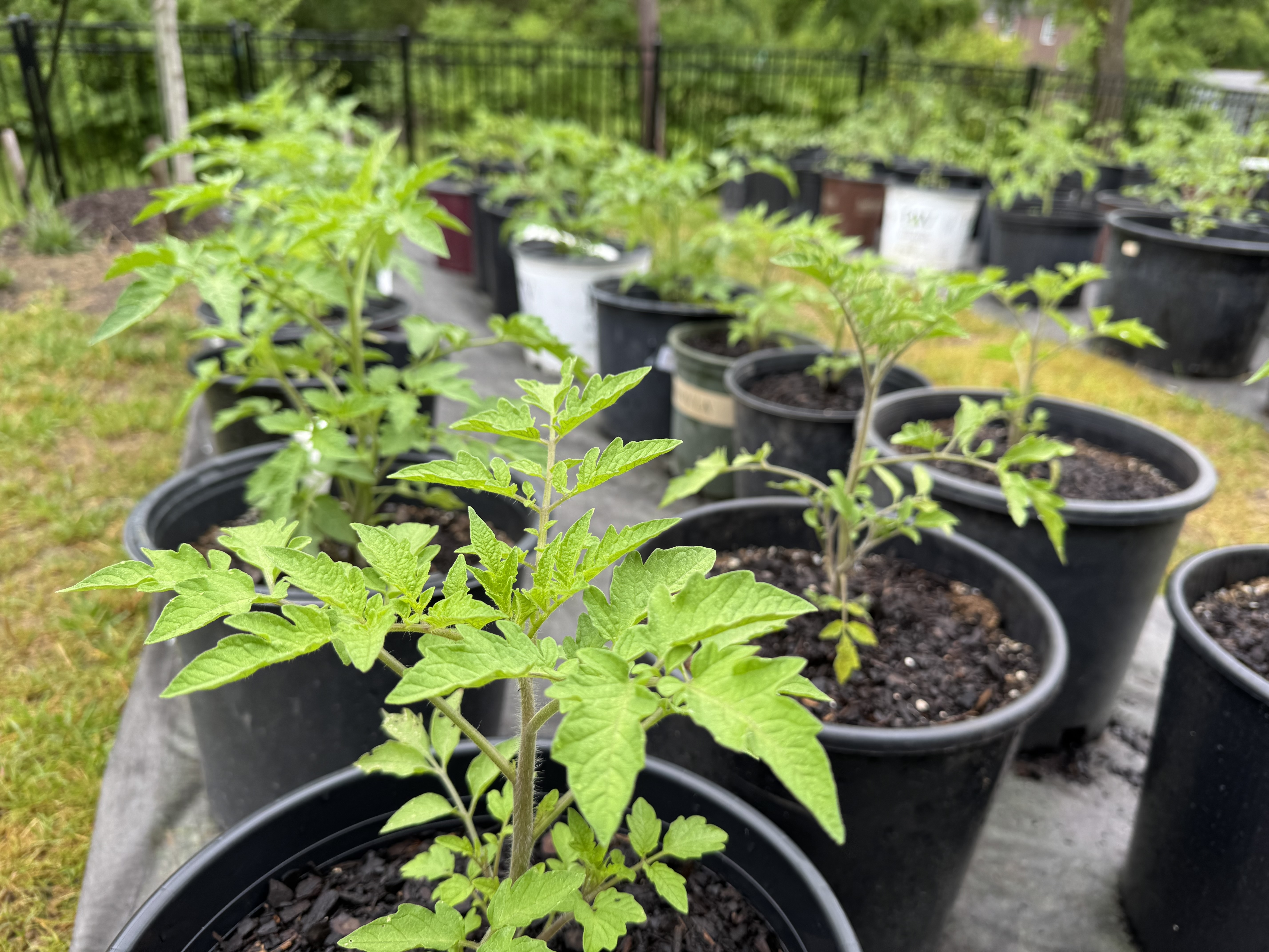 Our sustainable system for premium heirloom tomatoes