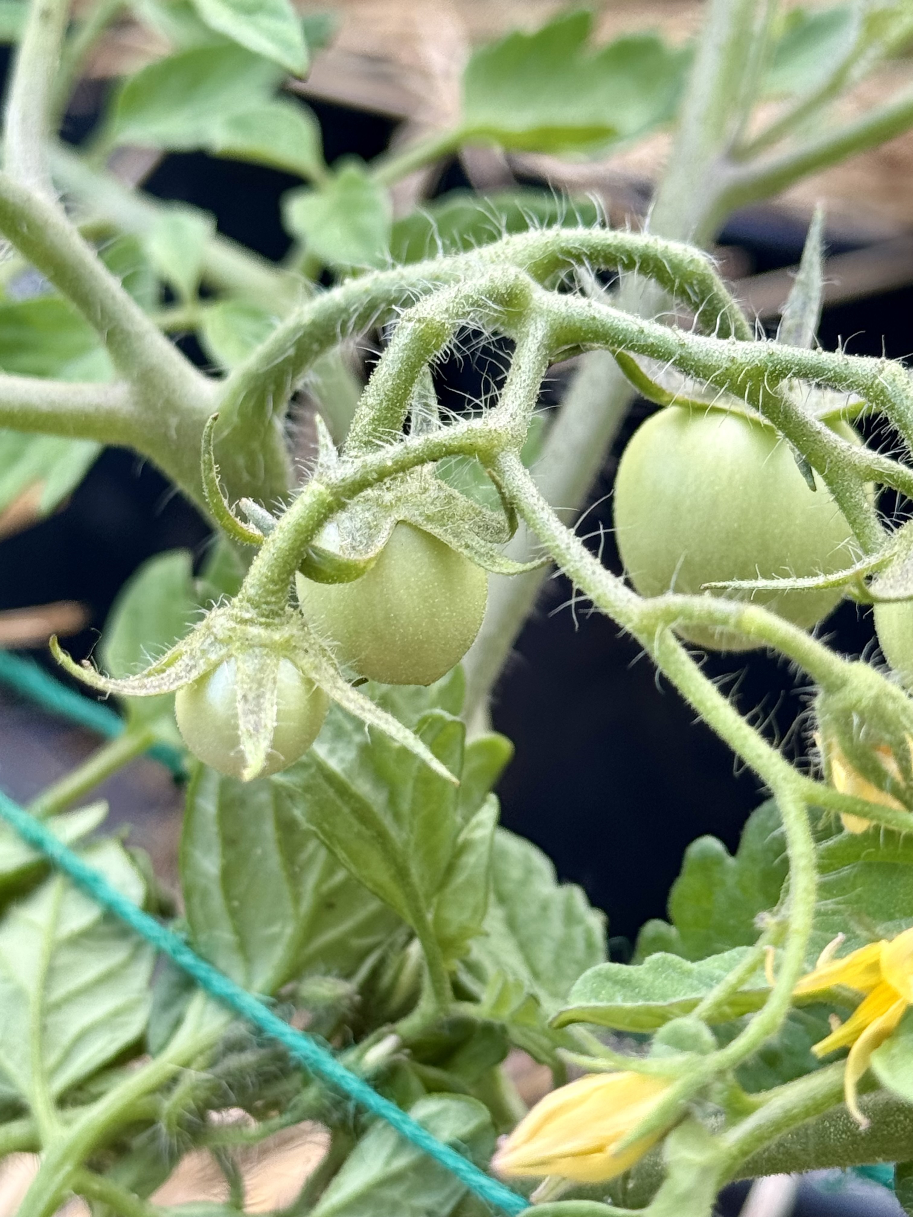 First tiny green tomatoes forming