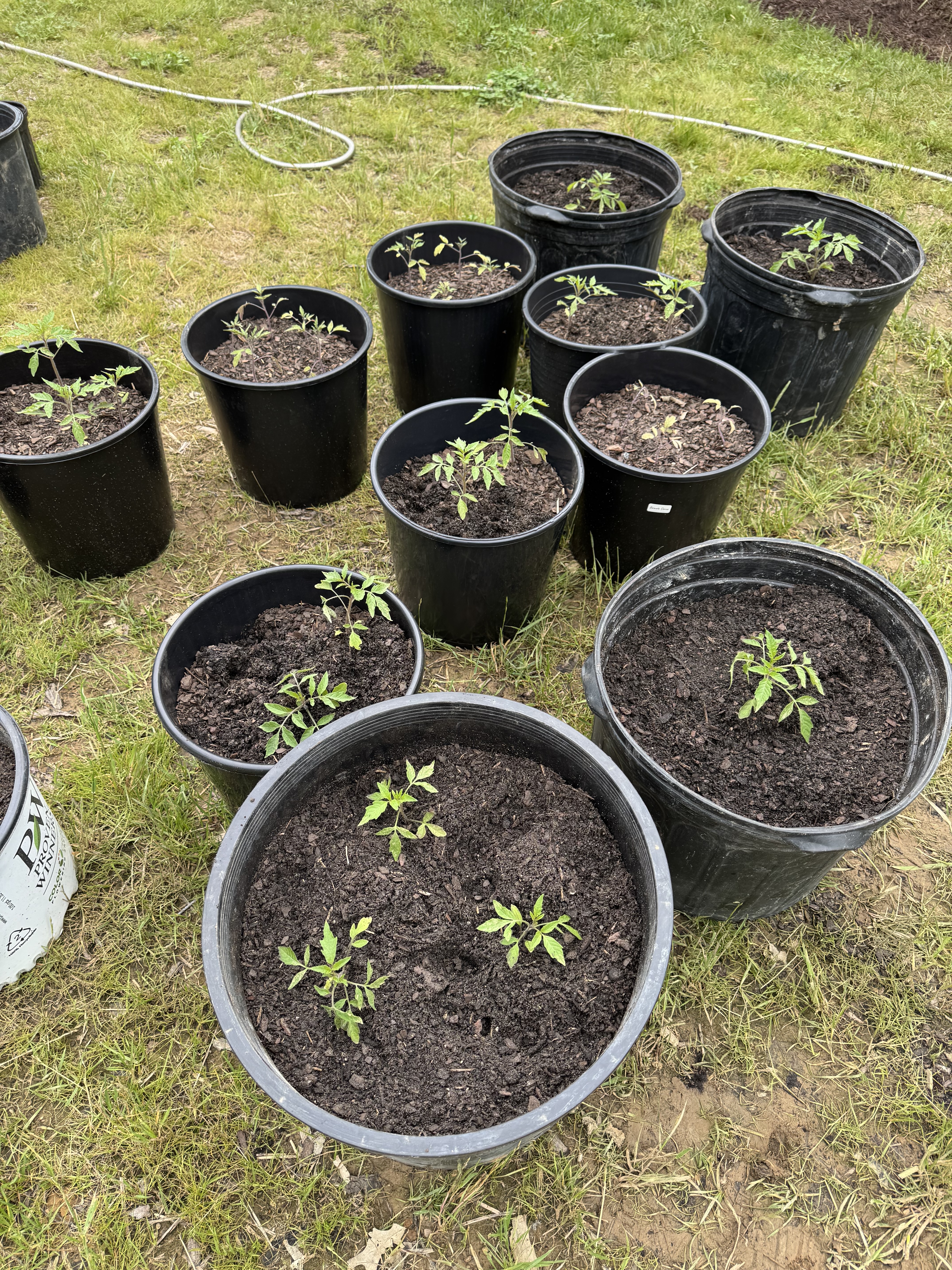 Transplanting seedlings to individual pots