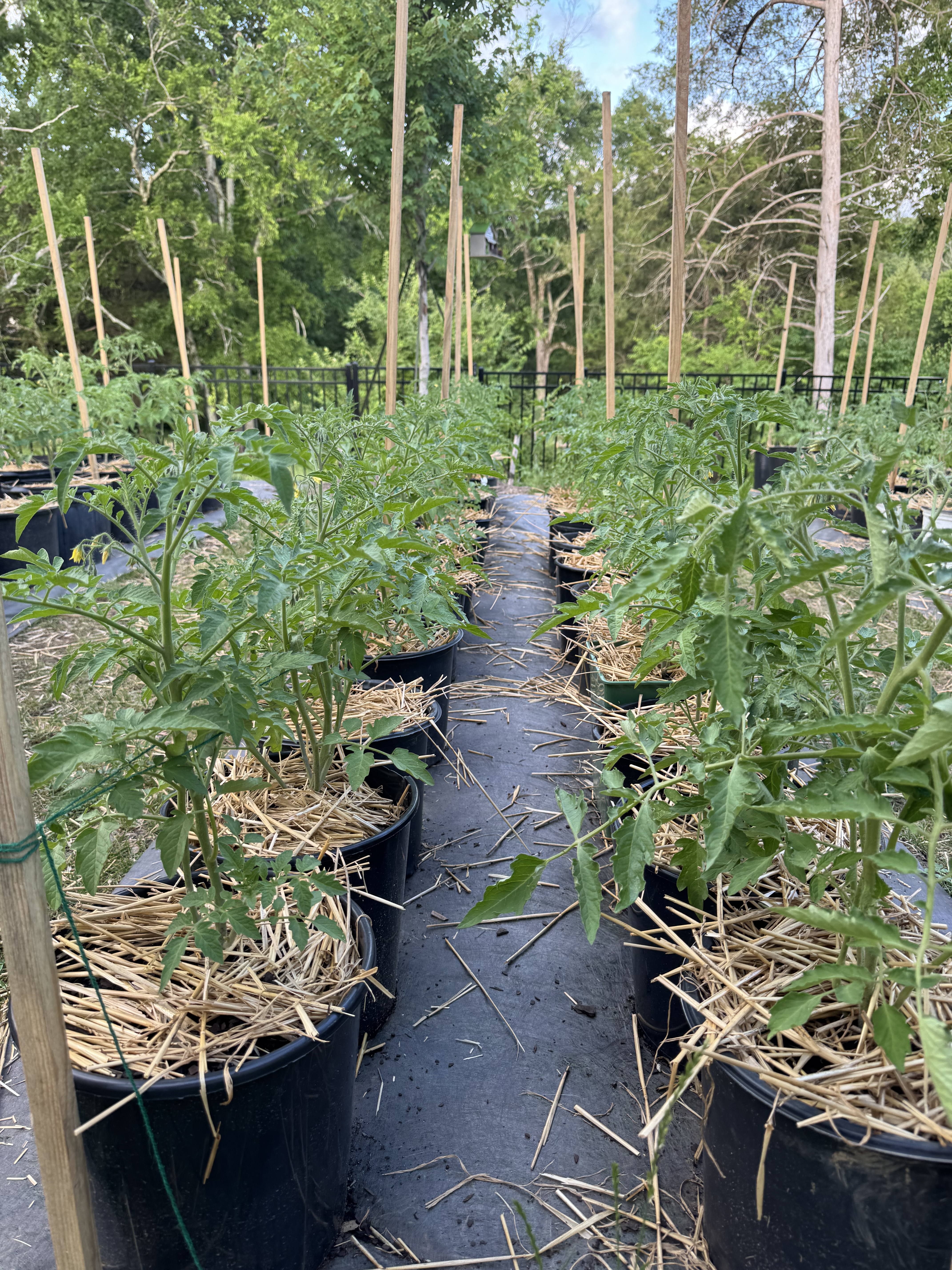 Small tomato plants developing