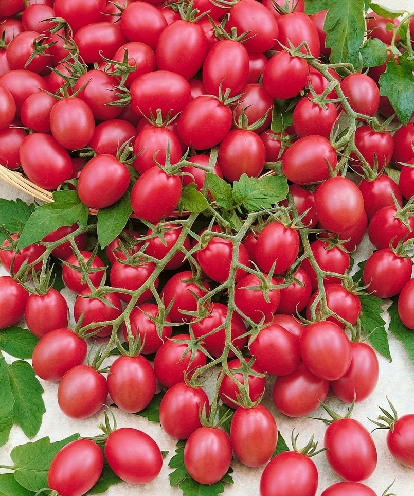 Malinowy Kapturek tomato