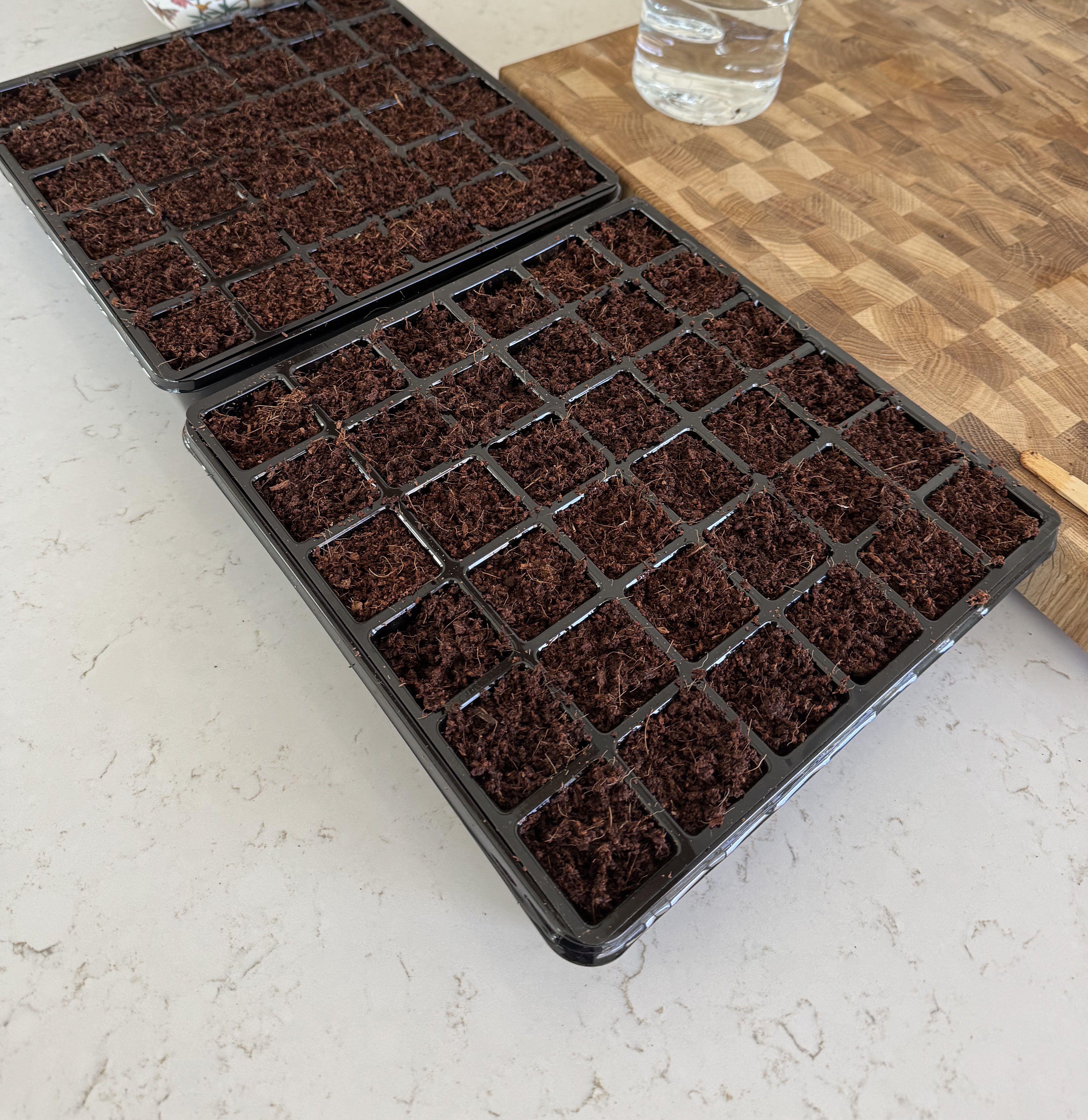 Planting European heirloom tomato seeds