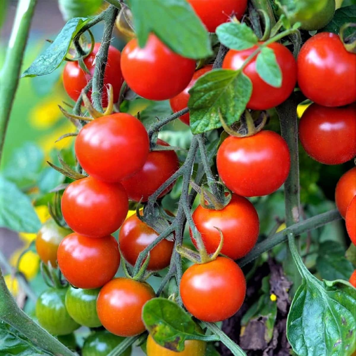 Pokusa cherry tomato
