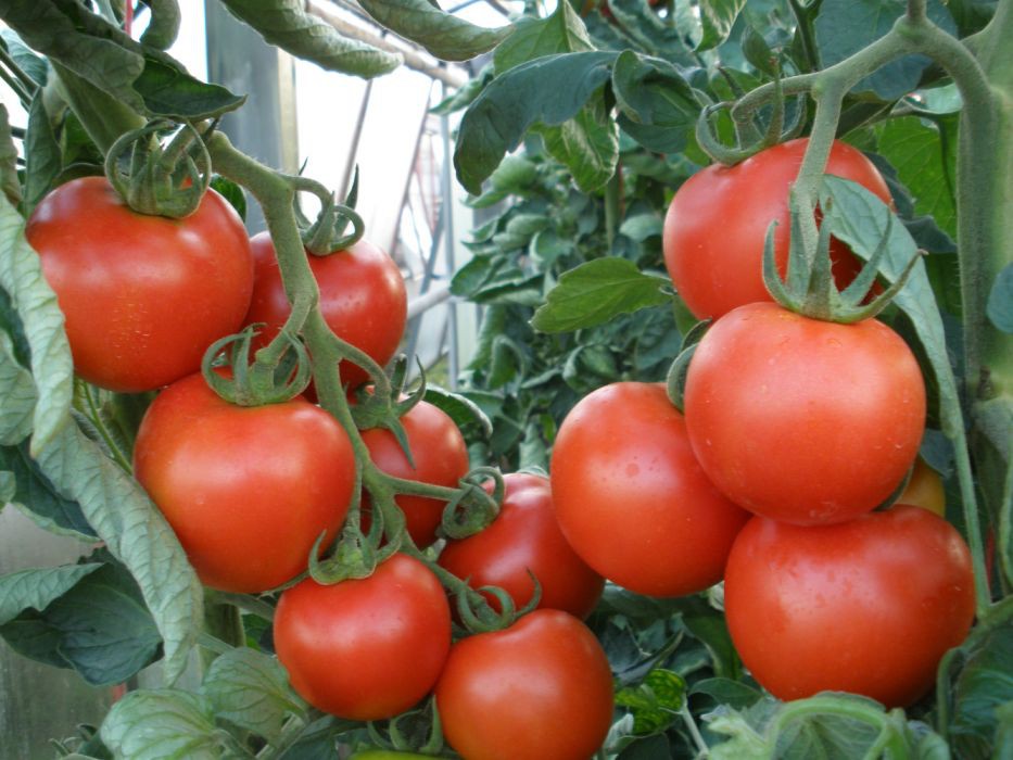 Poranek early-season tomatoes
