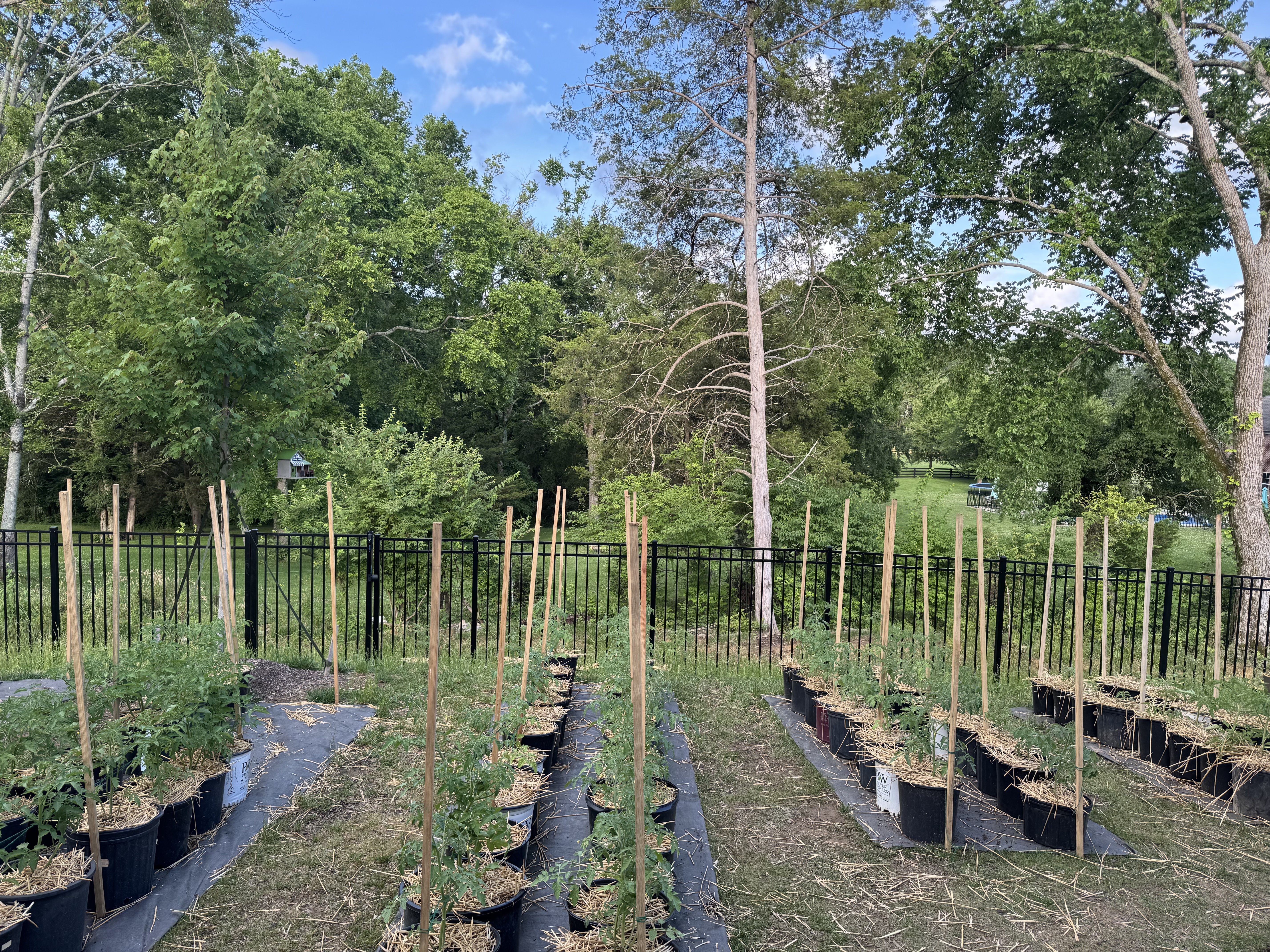 Medium-sized tomato plants growing strong