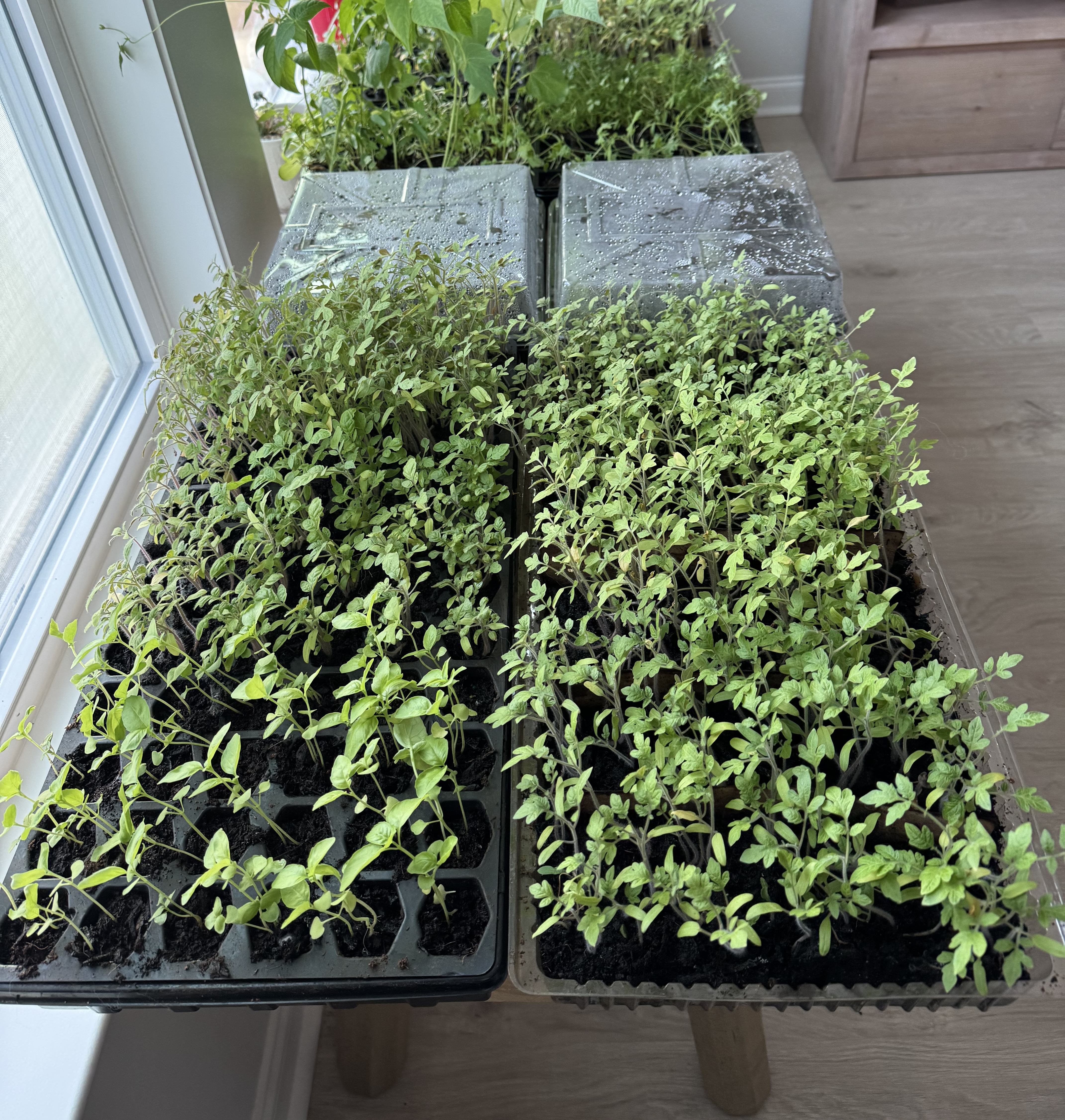 Tomato seedlings emerging and growing